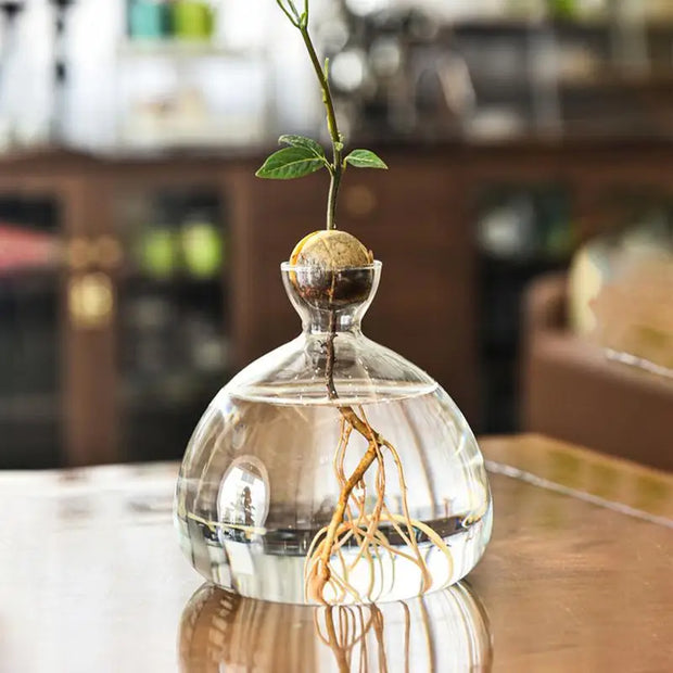 Transparent Glass Vase